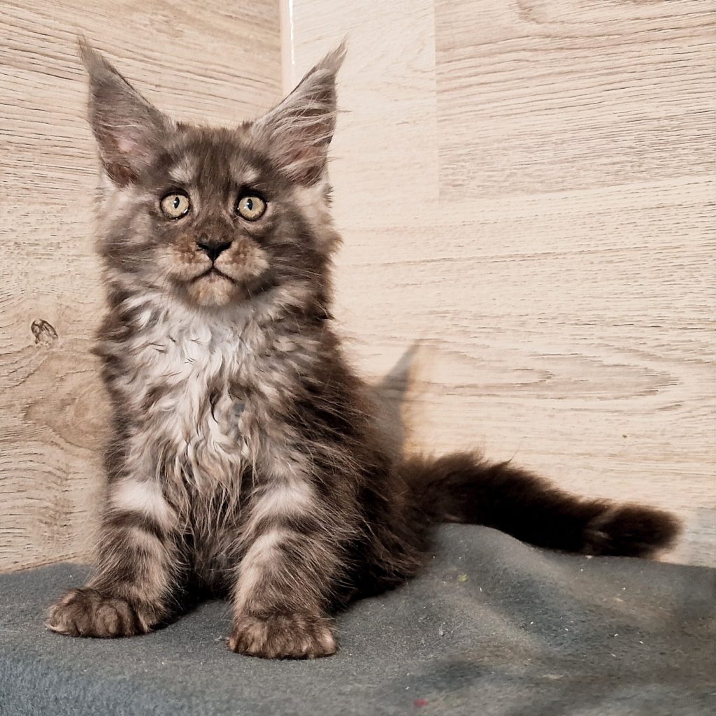Kittens StreetTiger Maine Coons